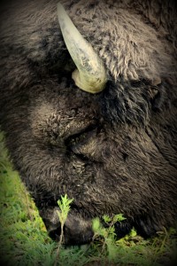 bisonmod
